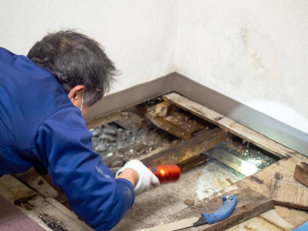 Best Mold Testing and Inspection Services in Lake Geneva, WI