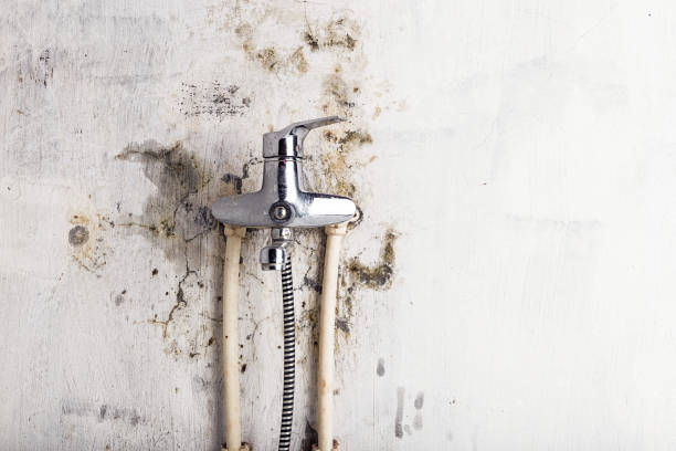 Best DIY Mold Remediation Support Services in Lake Geneva, WI