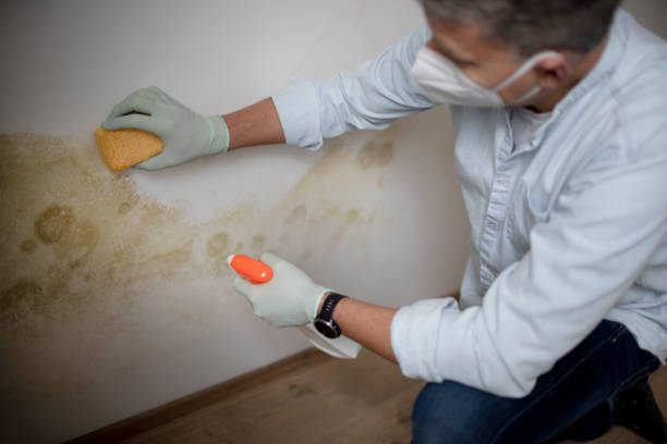 Best Bathroom Mold Remediation in Lake Geneva, WI