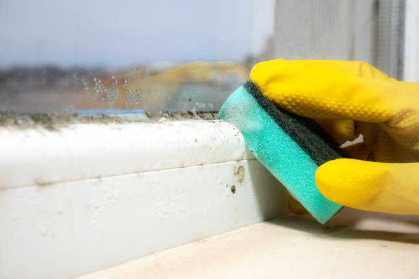 Best Kitchen Mold Remediation in Lake Geneva, WI