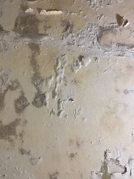 Best Residential Mold Remediation in Lake Geneva, WI