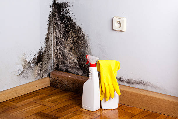 Best Residential Mold Remediation in Lake Geneva, WI