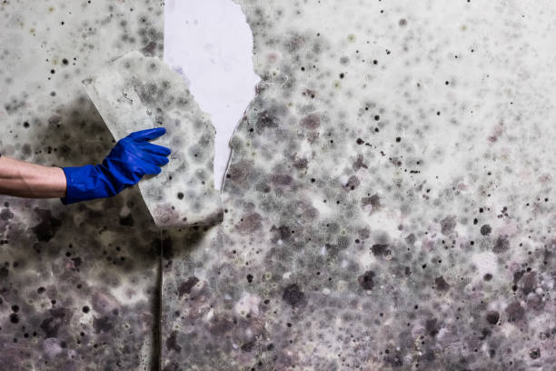 Best White Mold Remediation in Lake Geneva, WI